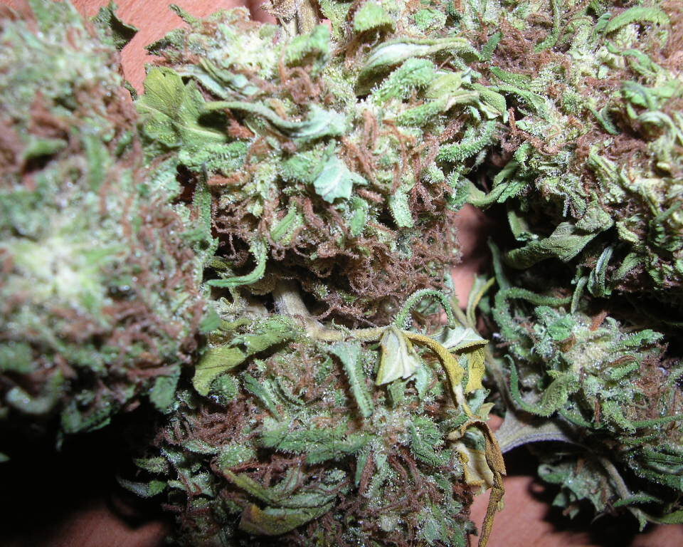 Close-up of dried cannabis flower