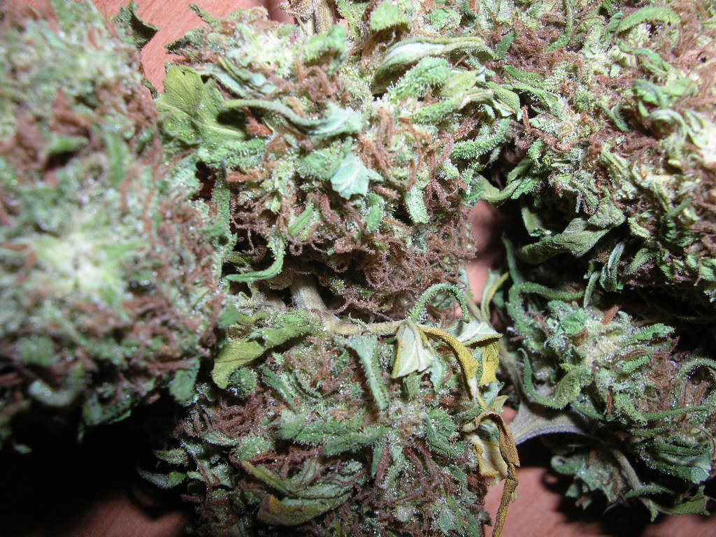 Close-up of dried cannabis flower